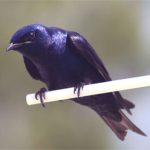 Purple Martins